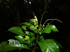 Croton cuneatus