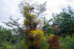 Misodendrum punctulatum