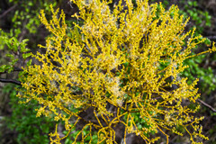 Misodendrum punctulatum