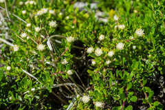 Baccharis magellanica