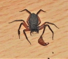 Platyoides walteri