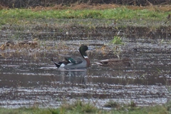 Anas platyrhynchos × acuta