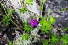 Geranium magellanicum