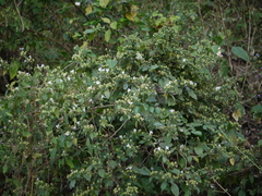 Strobilanthes ixiocephala