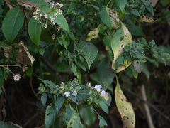 Strobilanthes ixiocephala