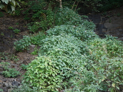 Strobilanthes ixiocephala