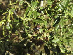 Phorbanta variabilis