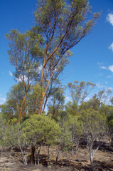 Melaleuca pauperiflora pauperiflora