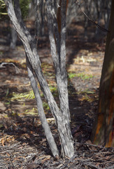 Melaleuca pauperiflora pauperiflora