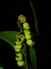 Croton cuneatus