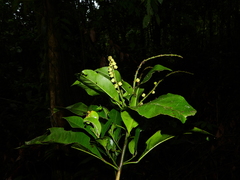 Croton cuneatus