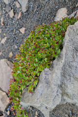 Epilobium australe