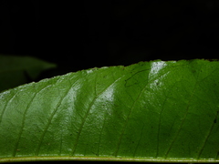 Croton cuneatus