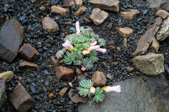Oxalis loricata