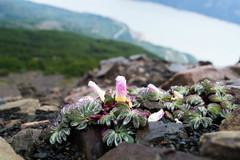 Oxalis loricata