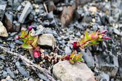 Epilobium australe