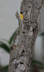 Anolis gingivinus
