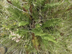 Polystichum plicatum