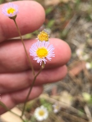 Erigeron quercifolius