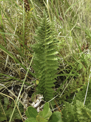 Polystichum plicatum