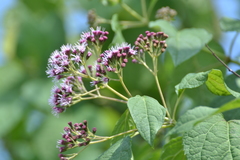 Chromolaena hookeriana