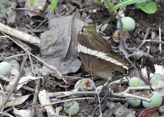 Siproeta epaphus trayja