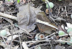 Siproeta epaphus trayja