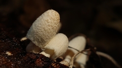 Coprinopsis friesii