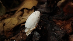 Coprinopsis friesii