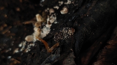 Coprinopsis friesii