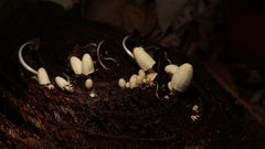 Coprinopsis friesii