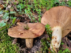 Lactarius argillaceifolius megacarpus