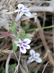 Lobelia boivinii