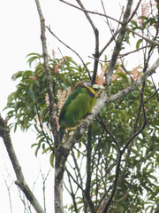 Psilopogon pyrolophus