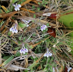 Lobelia boivinii