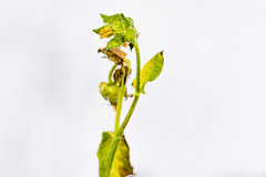 Helminthotheca echioides