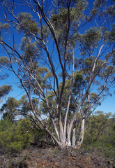 Eucalyptus livida