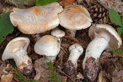 Cortinarius turmalis