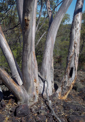 Eucalyptus livida