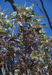 Eucalyptus livida