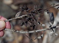 Eucalyptus livida