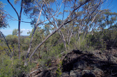 Eucalyptus livida