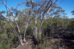 Eucalyptus livida