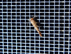 Pyroderces argyrogrammos