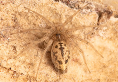 Oecobius putus