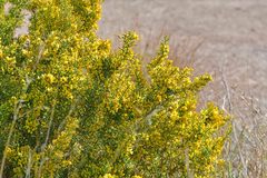 Ulex parviflorus