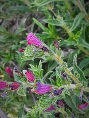 Echium judaeum