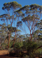 Eucalyptus salubris