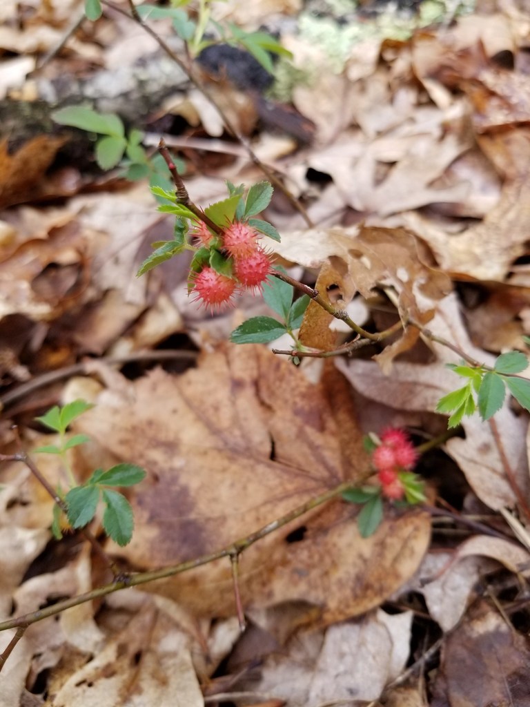 Spiny Leaf Gall Wasp