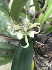 Prosthechea chimborazoensis